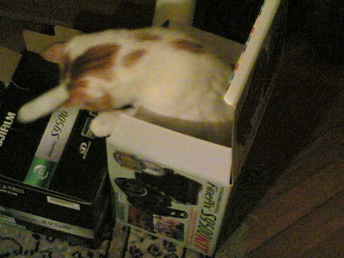 Picture of a cat / kitten / feline