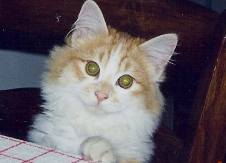 Picture of a cat / kitten / feline