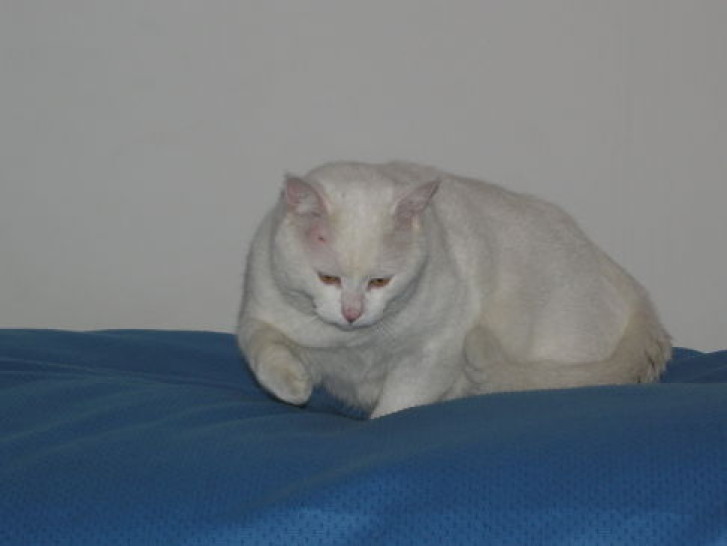 Picture of a cat / kitten / feline