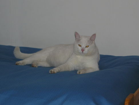 Picture of a cat / kitten / feline