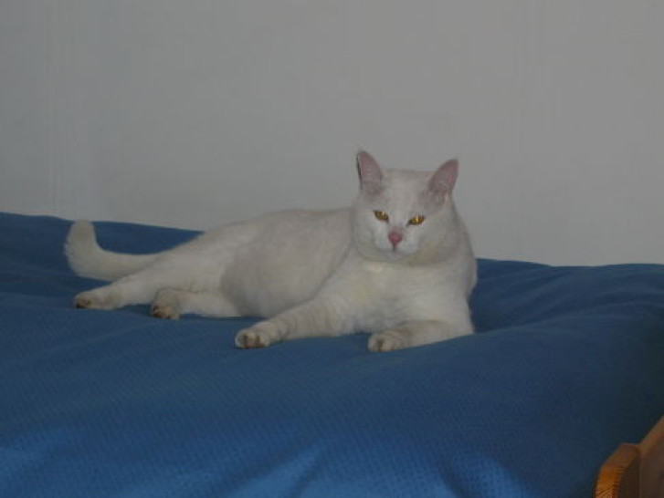 Picture of a cat / kitten / feline