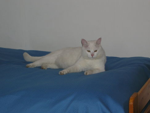 Picture of a cat / kitten / feline