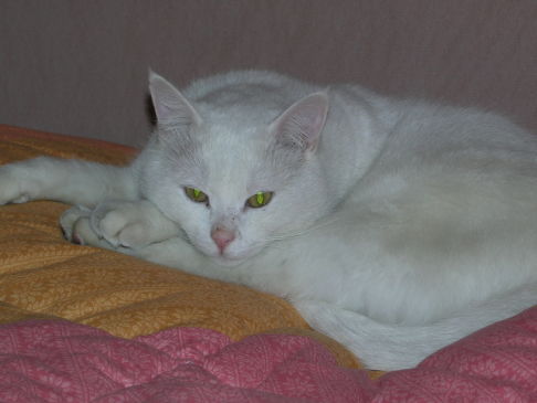 Picture of a cat / kitten / feline