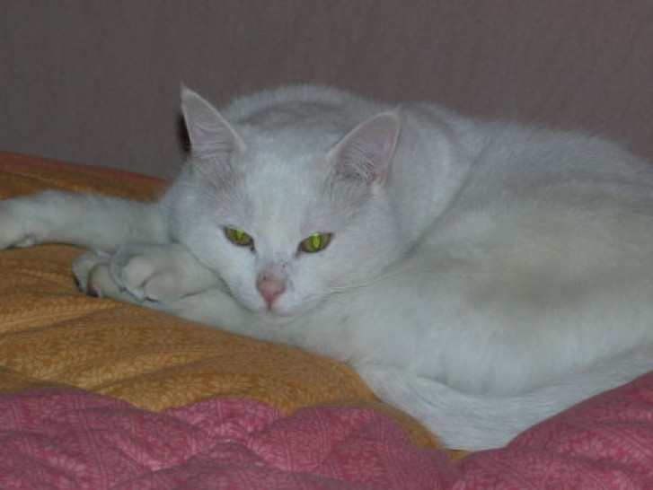 Picture of a cat / kitten / feline