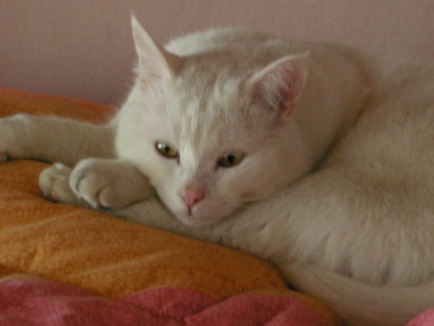 Picture of a cat / kitten / feline