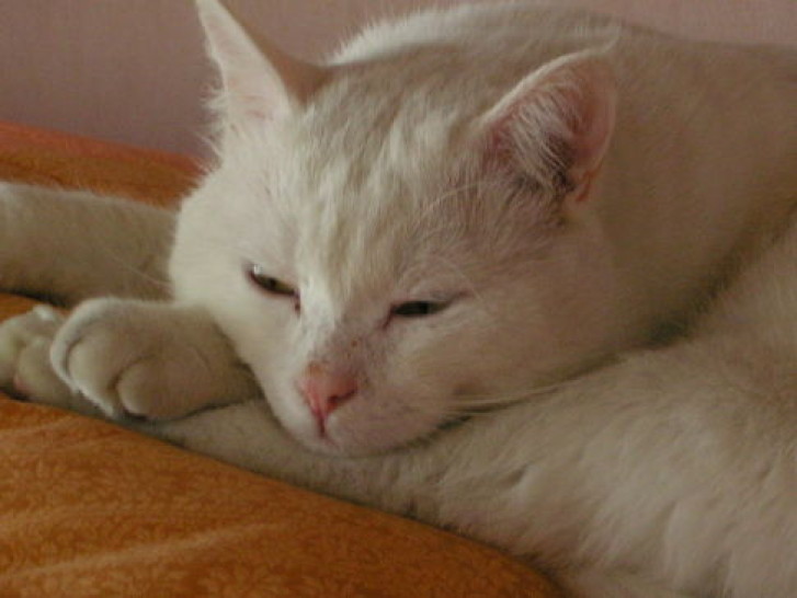 Picture of a cat / kitten / feline