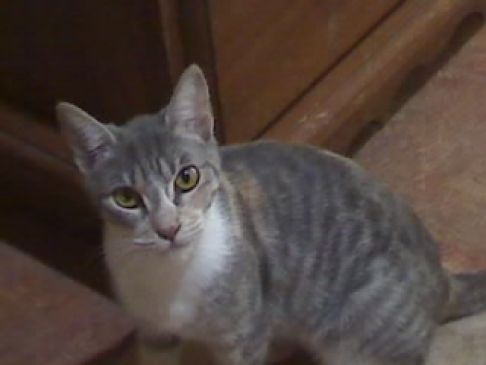 Picture of a cat / kitten / feline