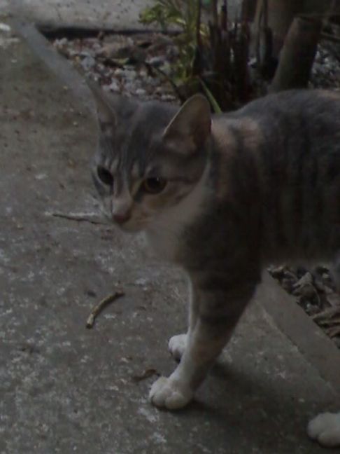 Picture of a cat / kitten / feline