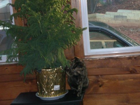 Picture of a cat / kitten / feline