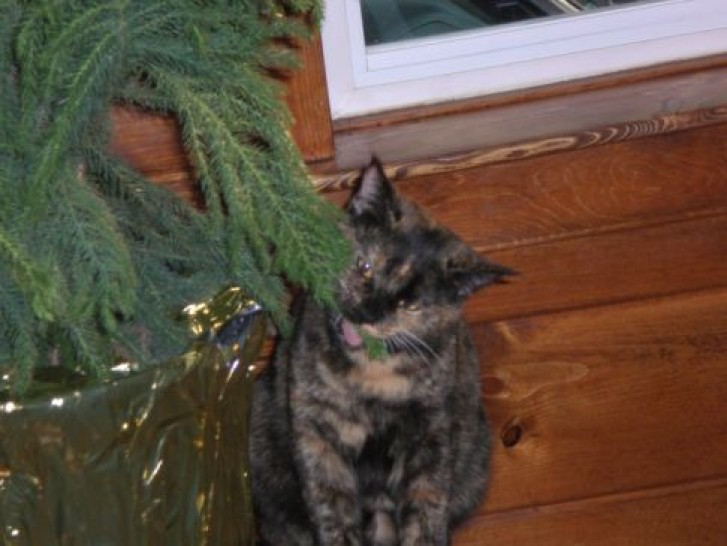 Picture of a cat / kitten / feline