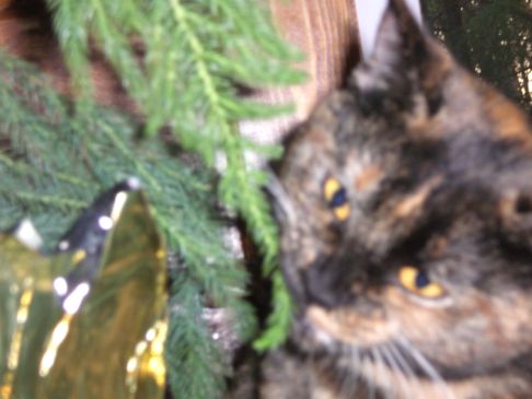 Picture of a cat / kitten / feline