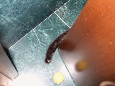 Picture of a cat / kitten / feline