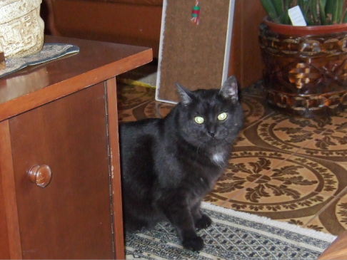 Picture of a cat / kitten / feline