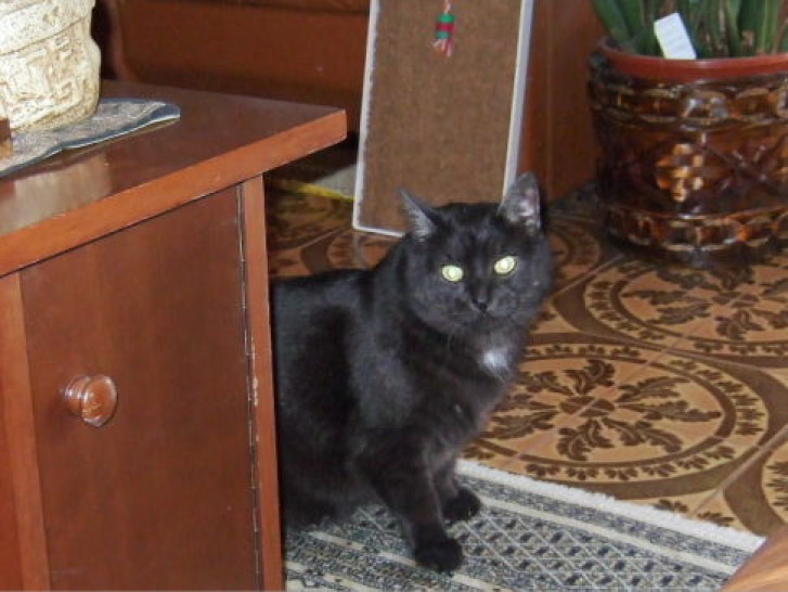 Picture of a cat / kitten / feline