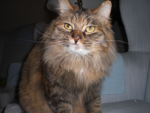 Picture of a cat / kitten / feline