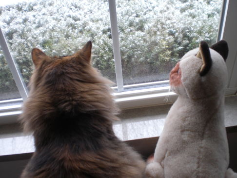 Picture of a cat / kitten / feline