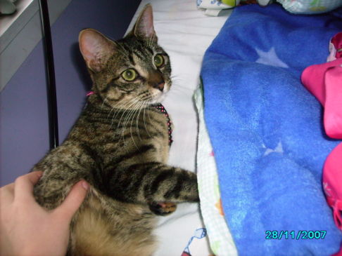 Picture of a cat / kitten / feline