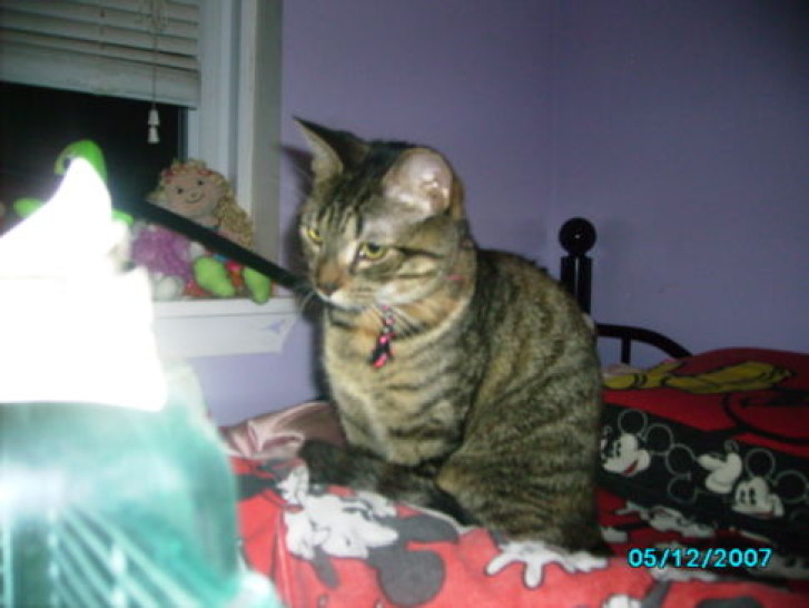 Picture of a cat / kitten / feline