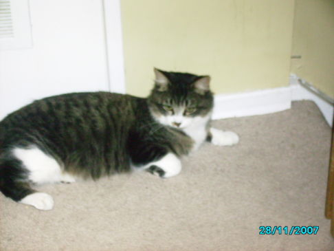 Picture of a cat / kitten / feline