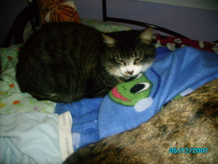 Picture of a cat / kitten / feline