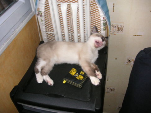 Picture of a cat / kitten / feline