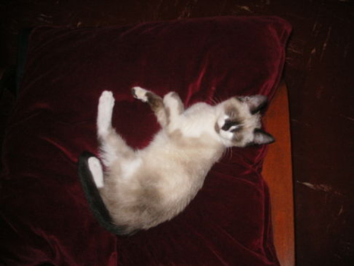 Picture of a cat / kitten / feline