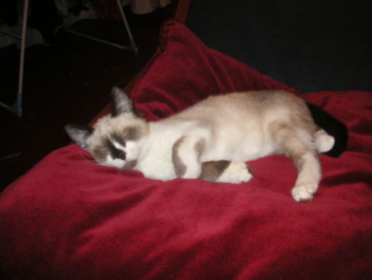 Picture of a cat / kitten / feline