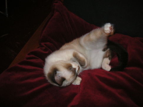 Picture of a cat / kitten / feline