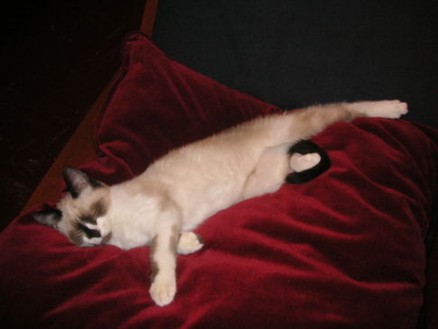 Picture of a cat / kitten / feline