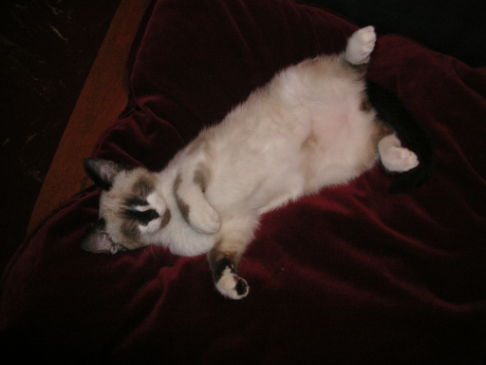 Picture of a cat / kitten / feline