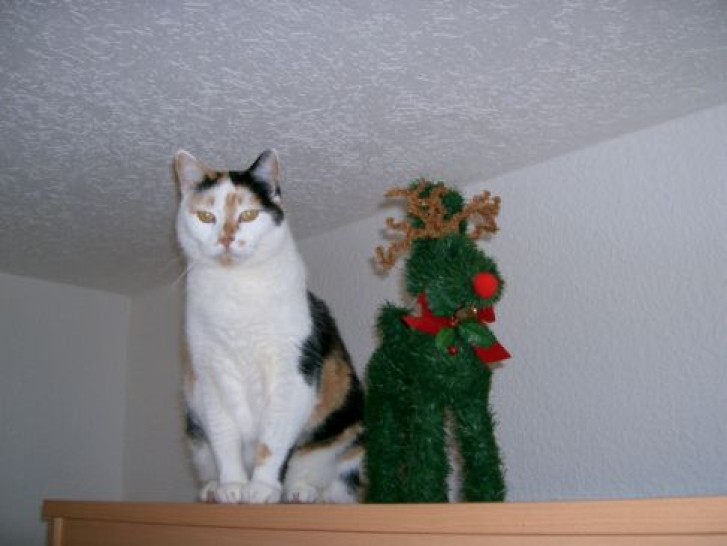 Picture of a cat / kitten / feline