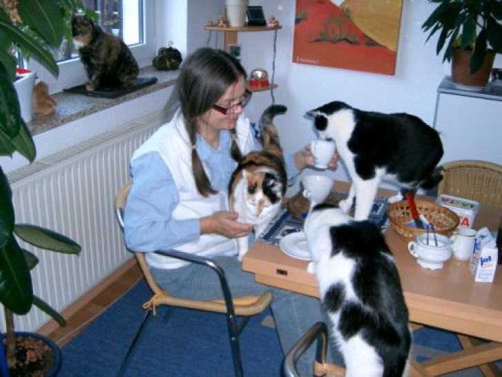 Picture of a cat / kitten / feline