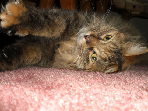 Picture of a cat / kitten / feline