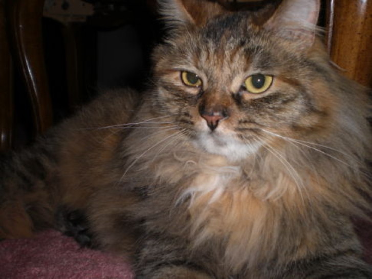 Picture of a cat / kitten / feline