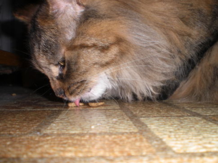 Picture of a cat / kitten / feline