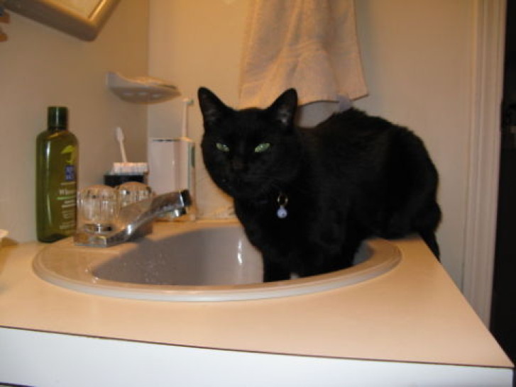 Picture of a cat / kitten / feline