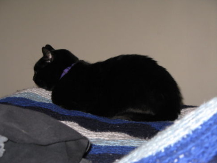 Picture of a cat / kitten / feline