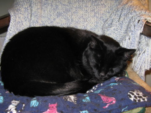 Picture of a cat / kitten / feline