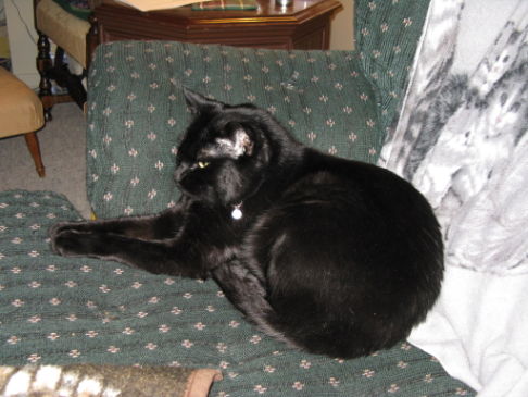 Picture of a cat / kitten / feline