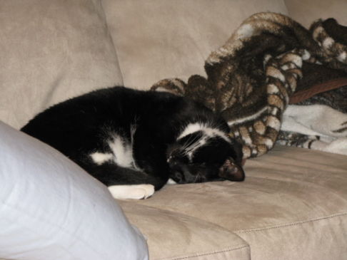 Picture of a cat / kitten / feline