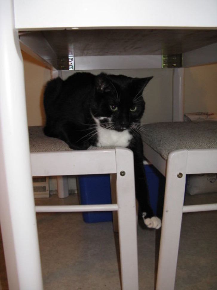 Picture of a cat / kitten / feline