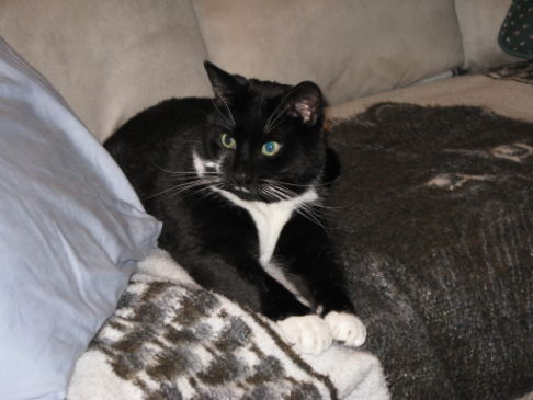 Picture of a cat / kitten / feline