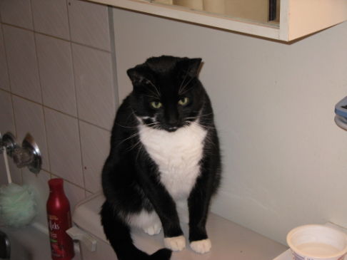 Picture of a cat / kitten / feline