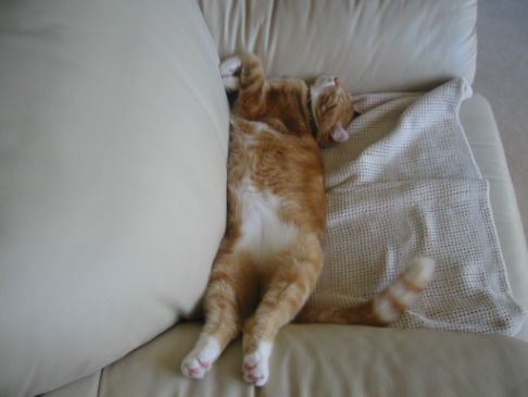 Picture of a cat / kitten / feline