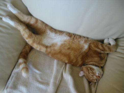 Picture of a cat / kitten / feline