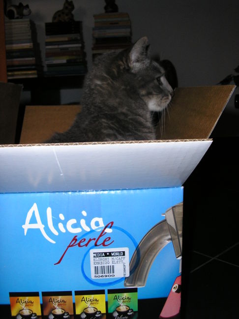 Picture of a cat / kitten / feline