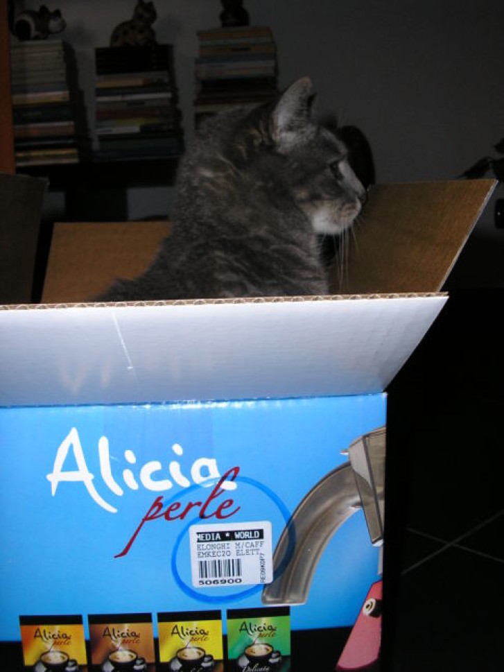 Picture of a cat / kitten / feline