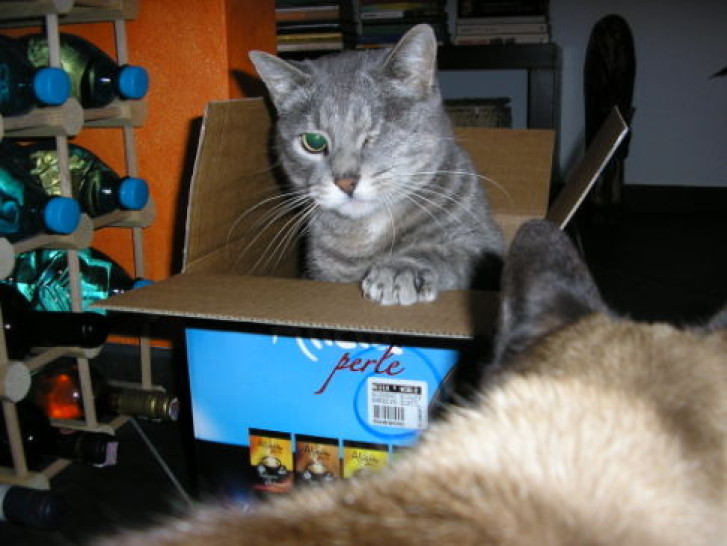 Picture of a cat / kitten / feline