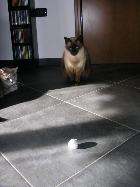 Picture of a cat / kitten / feline