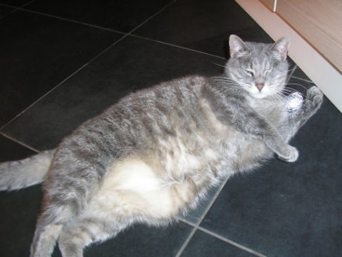 Picture of a cat / kitten / feline